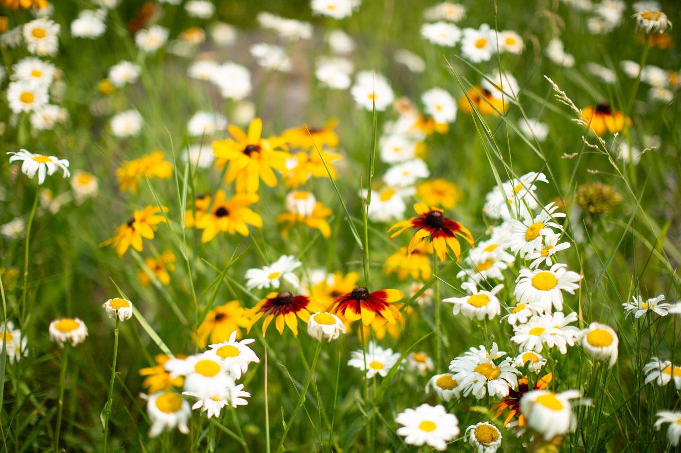 daisies-and-blanket-flowers