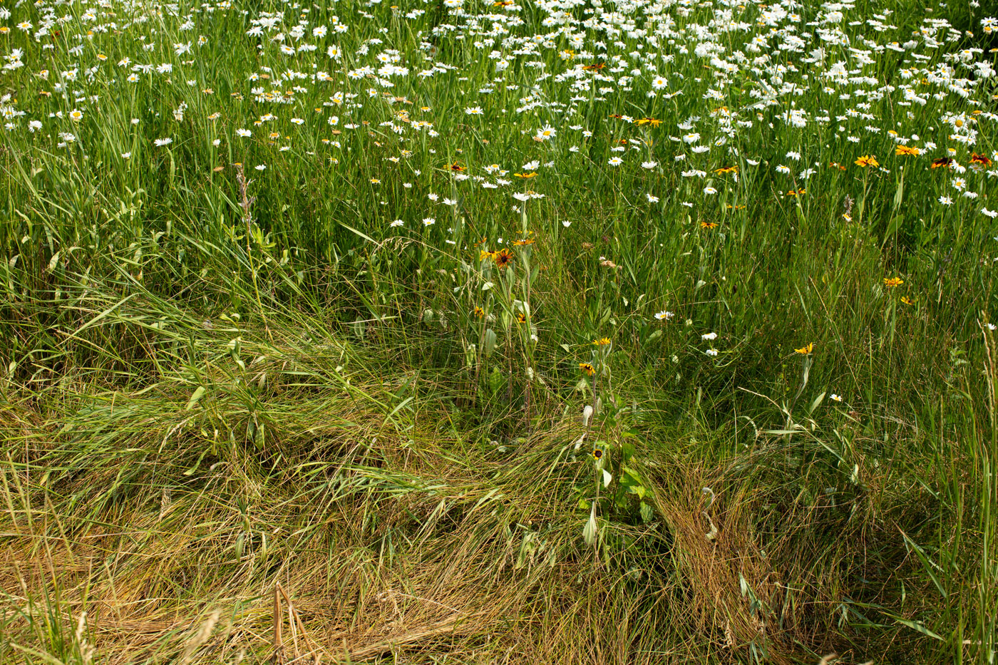 deer bed in daisies